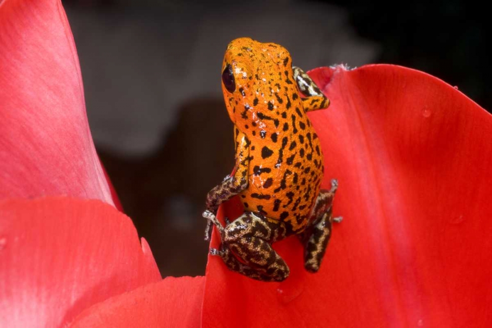 Panama A variety of poison dart frog on red leaf art print by Jim Zuckerman for $57.95 CAD